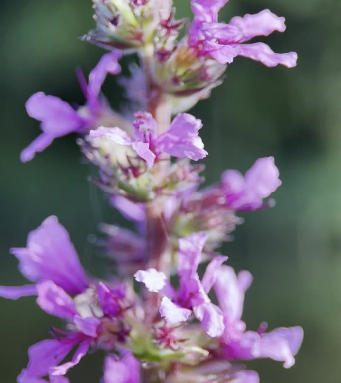 紫色或具尖刺的松散花的极端特写，水杨曲属