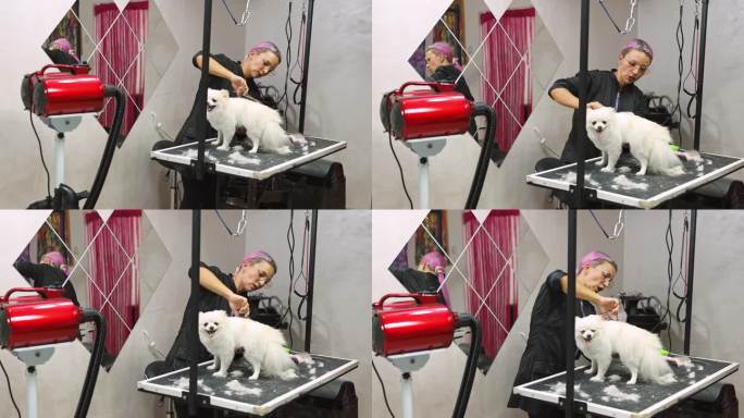 狗狗美容师正在给一只小白狗修剪毛发