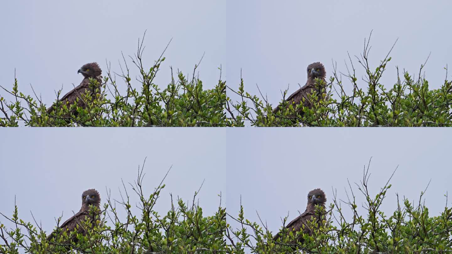 在马赛马拉国家保护区，雄鹰坐在一棵树上