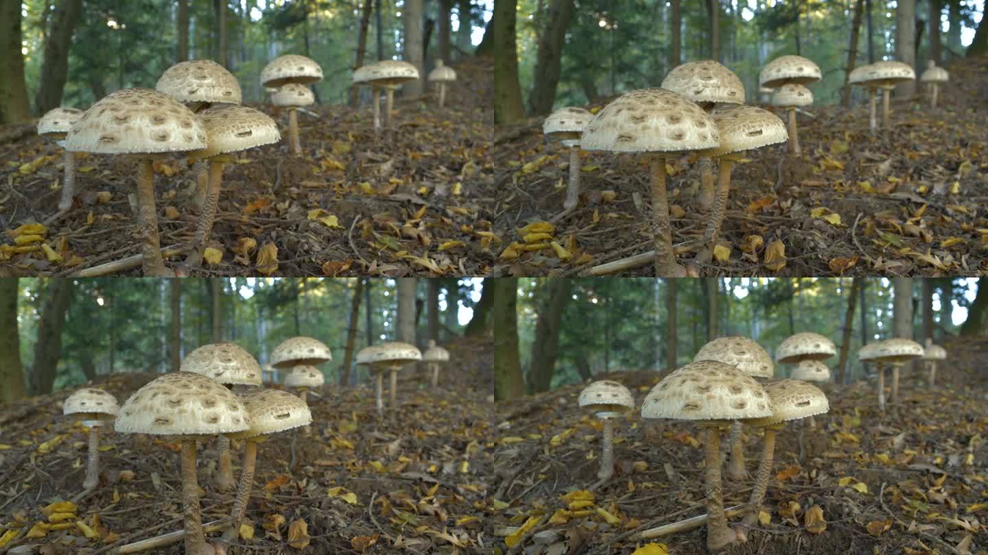 特写:在色彩斑斓的秋天森林里，巨大而众多的阳伞蘑菇帽