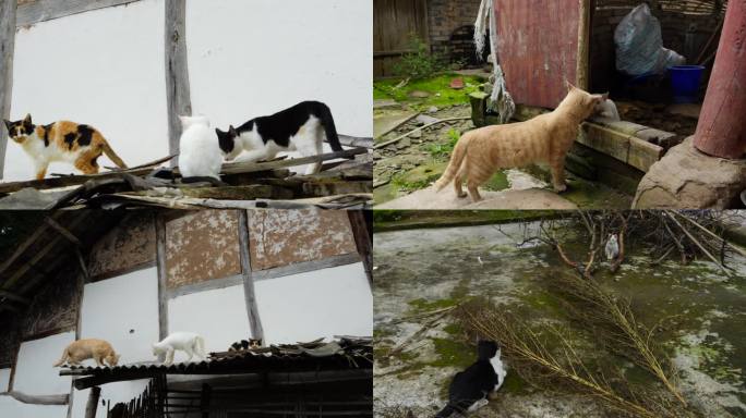 农村的各种猫咪