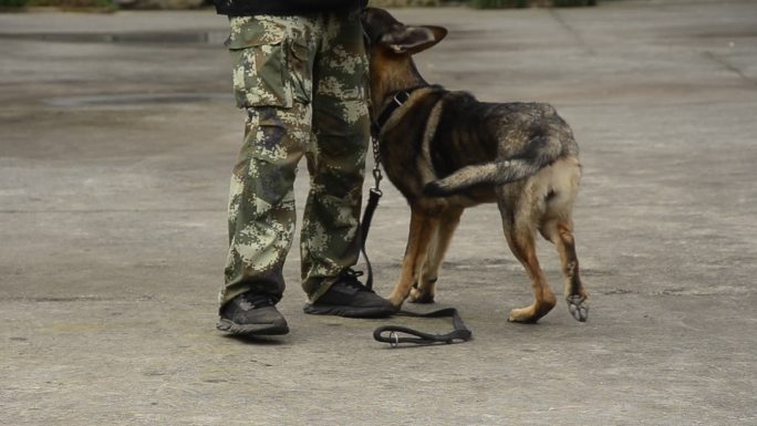 重庆警方的警犬训导员与警犬训练