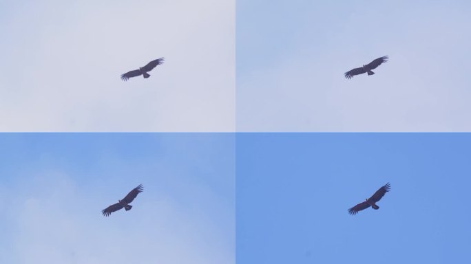 安第斯秃鹰飞过头顶，背景是天空，翅膀完全展开
