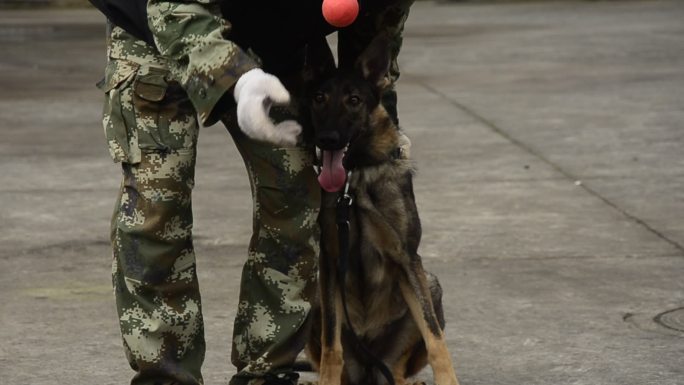 重庆警方的警犬训导员与警犬训练