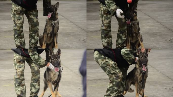重庆警方的警犬训导员与警犬训练