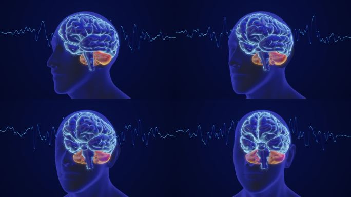 三维动画展示了人类大脑的智能和思维带波