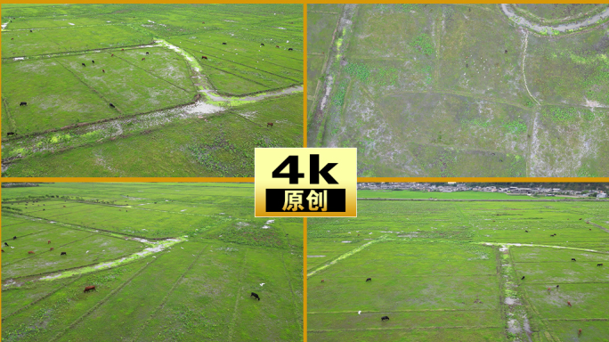 空旷的田野牛吃草，白鹭飞舞