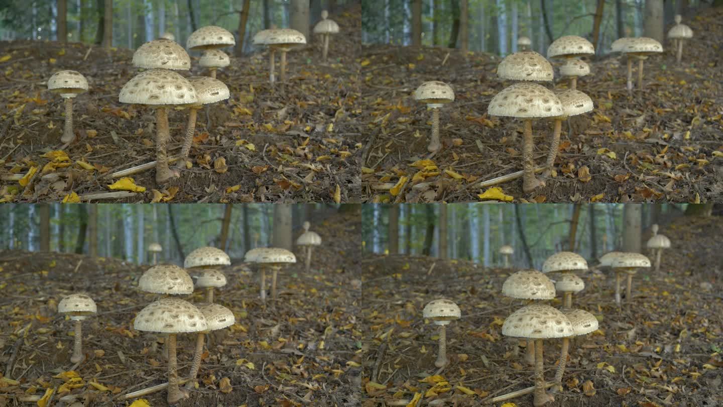 仙女在五彩缤纷的秋林中与美丽的阳伞蘑菇交相辉映