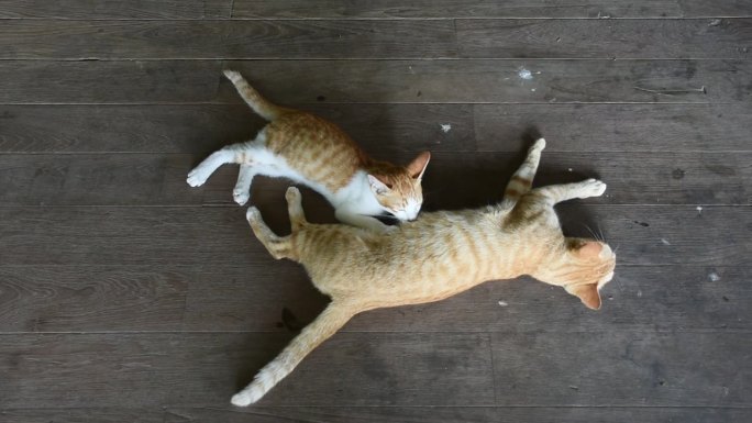 家姜猫妈妈在木地板上给小猫喂奶
