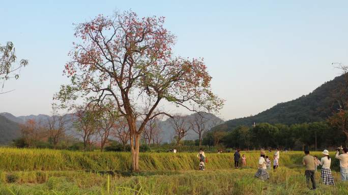 4K美女们在网红村王村柿子林拍摄秋天美照