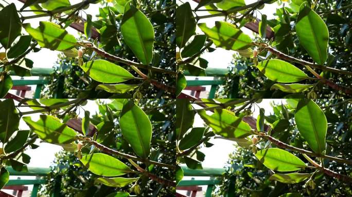 黑红树林(Rhizophora mucronata)的繁殖体在风中缓慢移动。有选择性的重点。