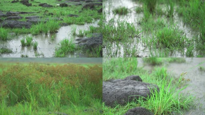 湿地雨景