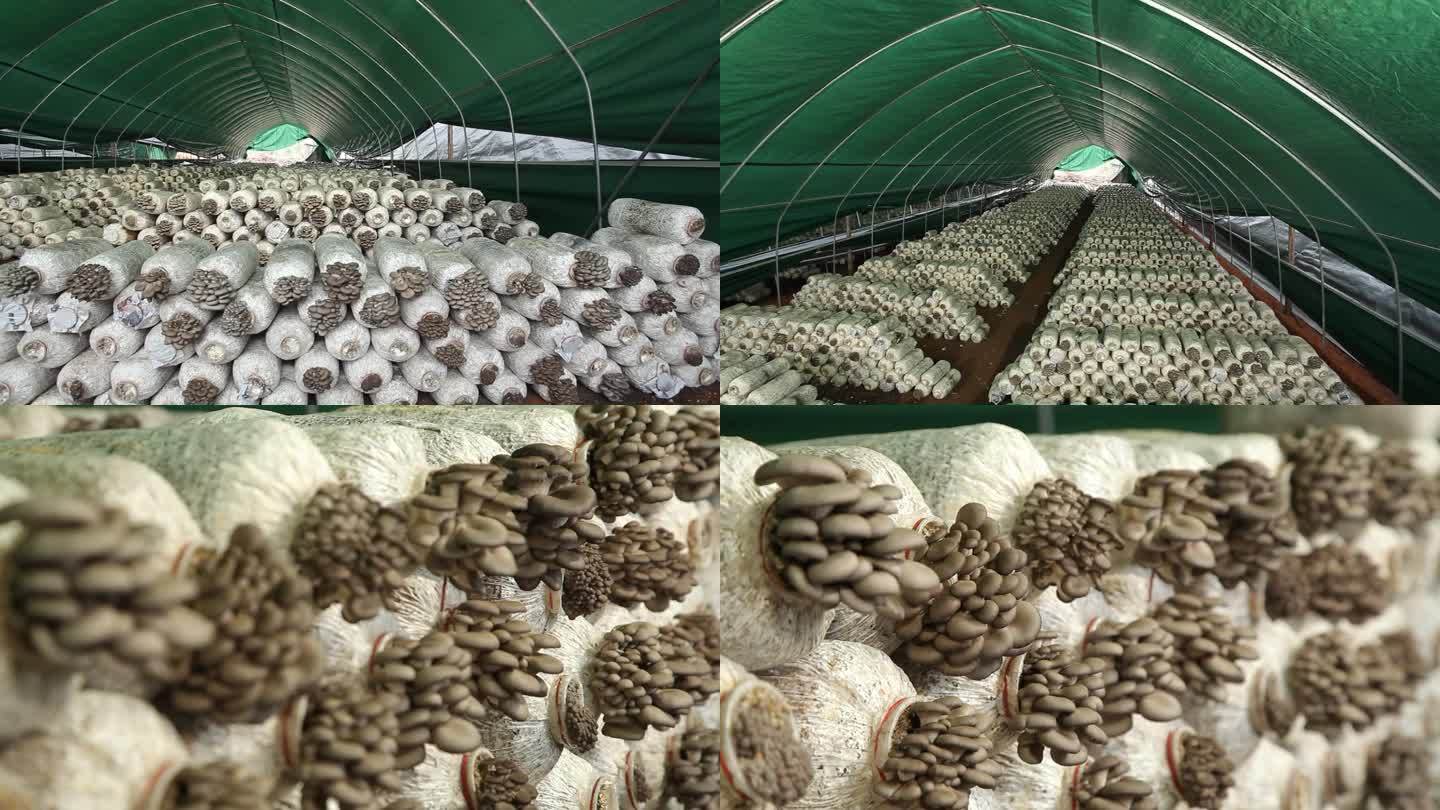 食用菌基地 农业农产品 香菇产业 菇类业