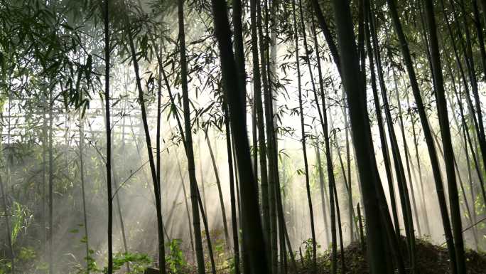 竹林树林森清早晨迷云雾太阳光唯美视频背景