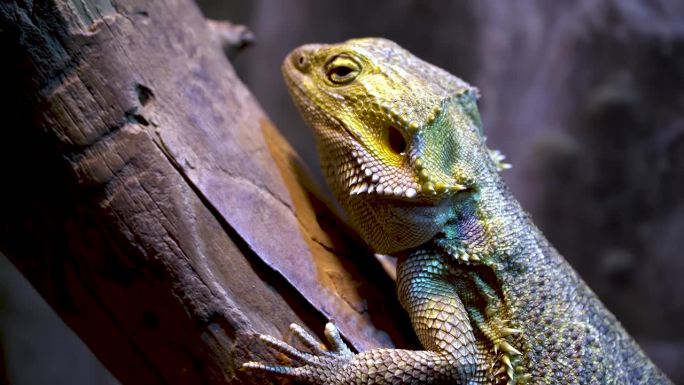 Pogona barbata。一只潜伏在树枝上的东方胡须龙蜥蜴。特写镜头。