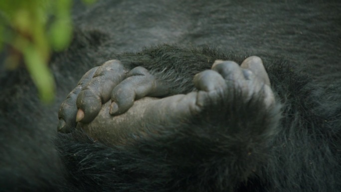 非洲Bwindi山地大猩猩手的宏观视图。特写镜头