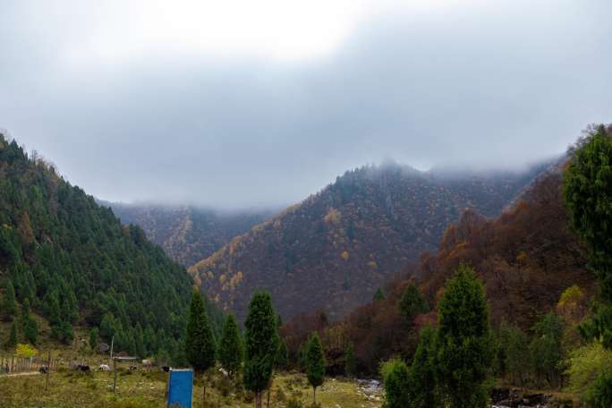 青海扎碾公路互助北山秋景山雾森林延时摄影