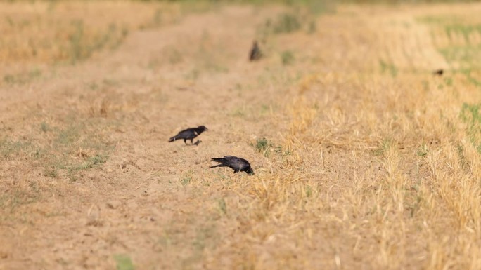 白嘴鸦，渡鸦，麦田里的乌鸦吃着旱地上剩下的种子
