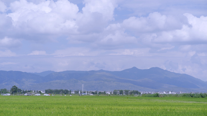 清新蓝天 水稻 白云 小清新空镜 田间