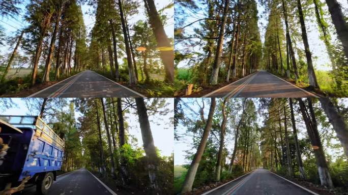 汽车视角行驶在树林间的公路