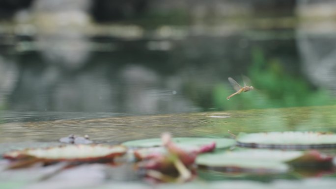 4K蜻蜓点水