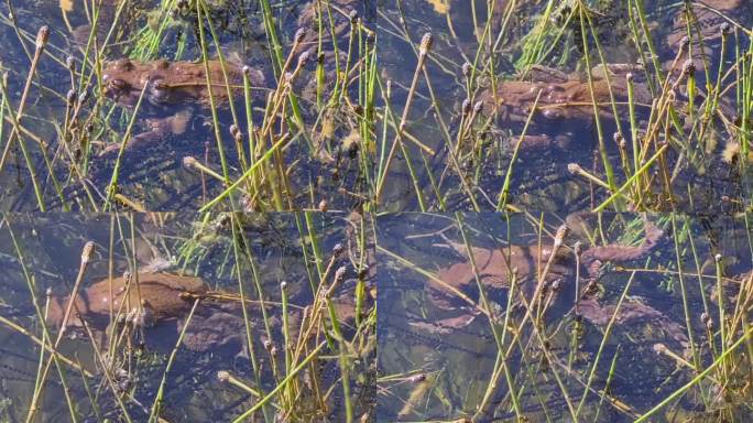 雄蛙爬到雌蛙身上试图交配。雌性试着躲在水下