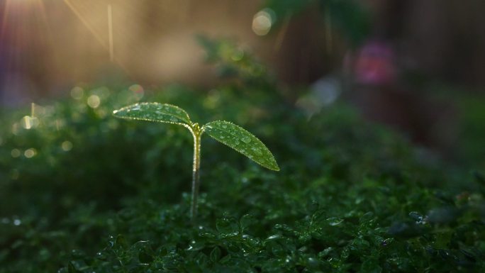 阳光 雨滴 绿色 植物