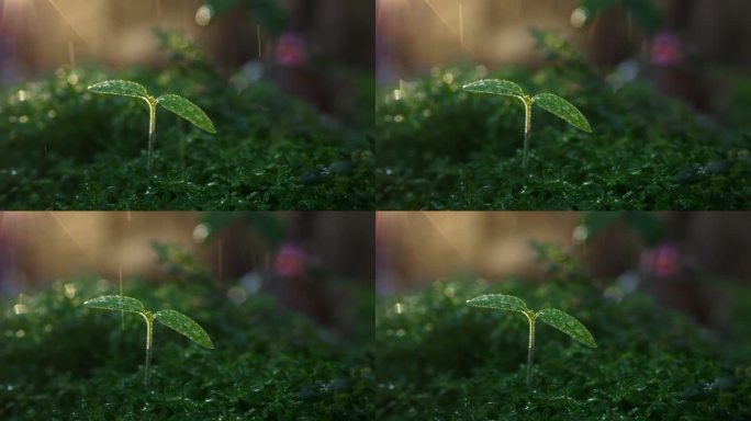 阳光 雨滴 绿色 植物