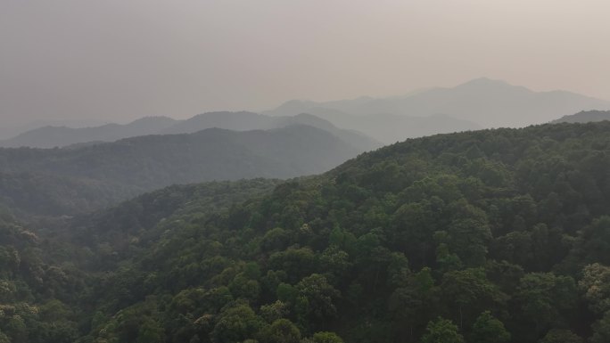 云南西双版纳易武茶山古茶园航拍