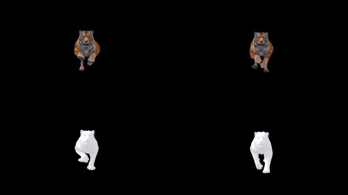 3D老虎快跑前视图与阿尔法哑光。4k循环动画的老虎逃跑与阿尔法哑光