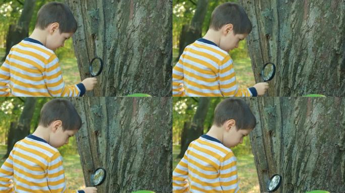 一个小男孩用放大镜观察树皮