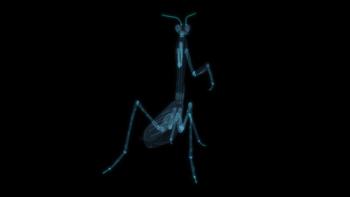 螳螂 攻击搏斗昆虫害虫庄稼雄性雌性虫子