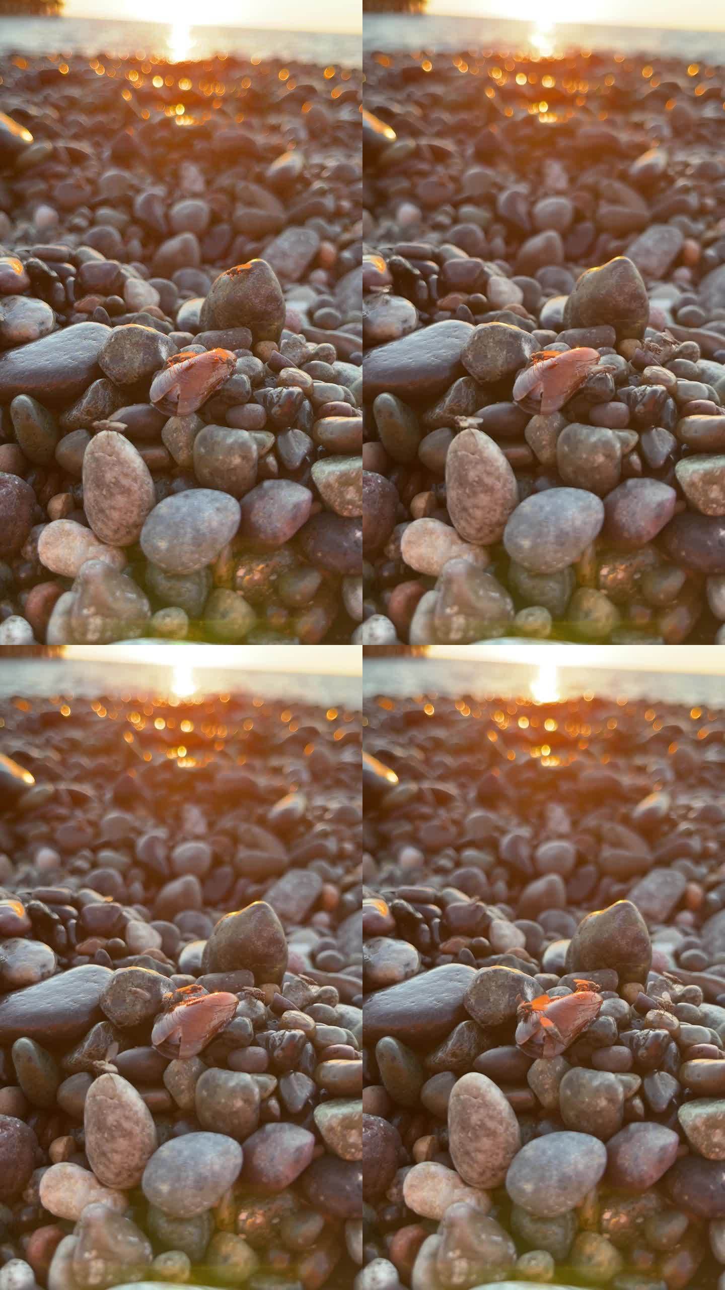 日落时，在浪花中，卵石沙滩上飞舞的苍蝇