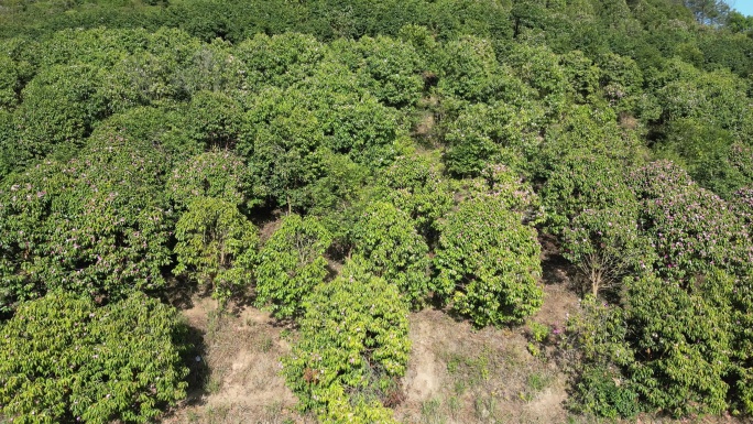 绿色森林山茶花盛开航拍