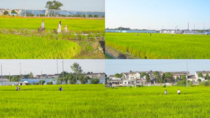 乡村生活 美丽乡村 水稻田 田园风光