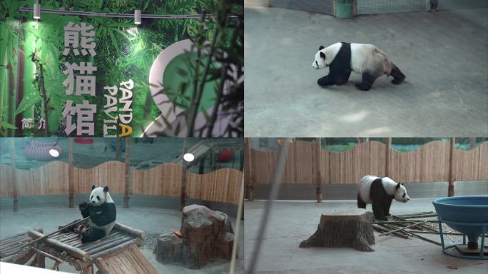 4K大熊猫吃竹子熊猫馆玩耍视频素材