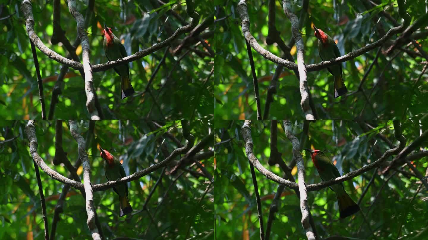 这只鸟栖息在一棵藤蔓上，在森林里向上看。泰国，红胡子食蜂鸟Nyctyornis amictus