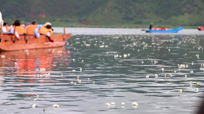 游船在飘满水性杨花的泸沽湖泛舟前行