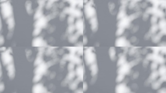 树枝的抽象灰色剪影。白色的墙壁背景。透明模糊阴影的热带树叶阳光。植物影子随风运动的特写。自然光散景。