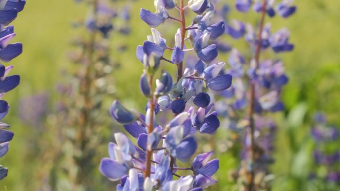 特写羽扇花与粉红色，紫色和蓝色的花。阳光明媚的日子里，羽扇豆花在微风中摇曳。生态自然环境，放松健康生