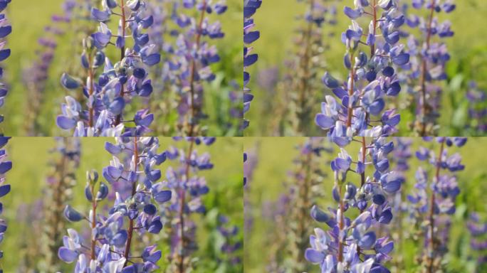 特写羽扇花与粉红色，紫色和蓝色的花。阳光明媚的日子里，羽扇豆花在微风中摇曳。生态自然环境，放松健康生