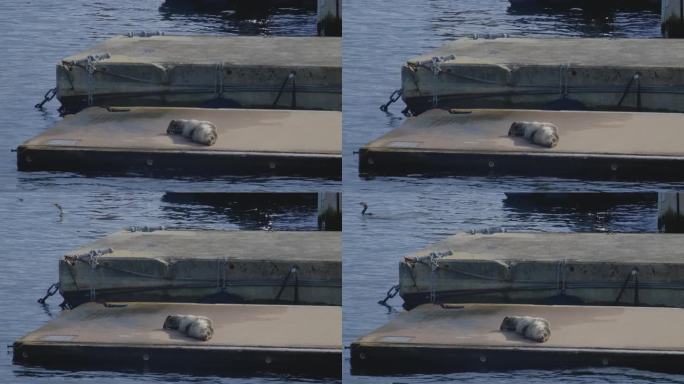 一只可爱的灰海豹躺在浮船坞上。