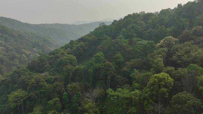 云南西双版纳易武茶山古茶园航拍