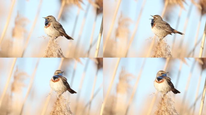 野鸟，蓝喉鸟坐在芦苇上唱得很美