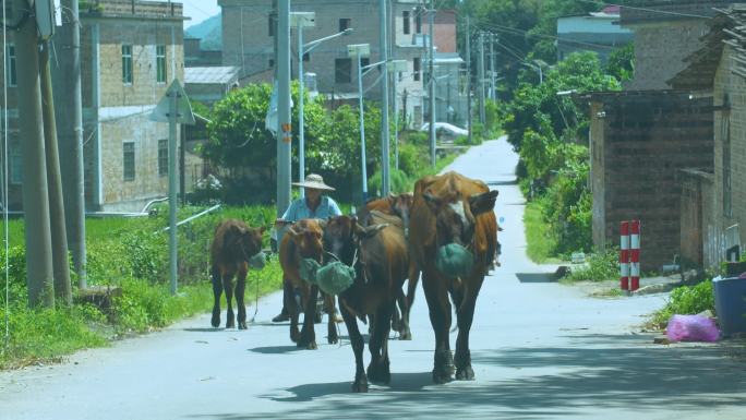 农村道路上的牛群