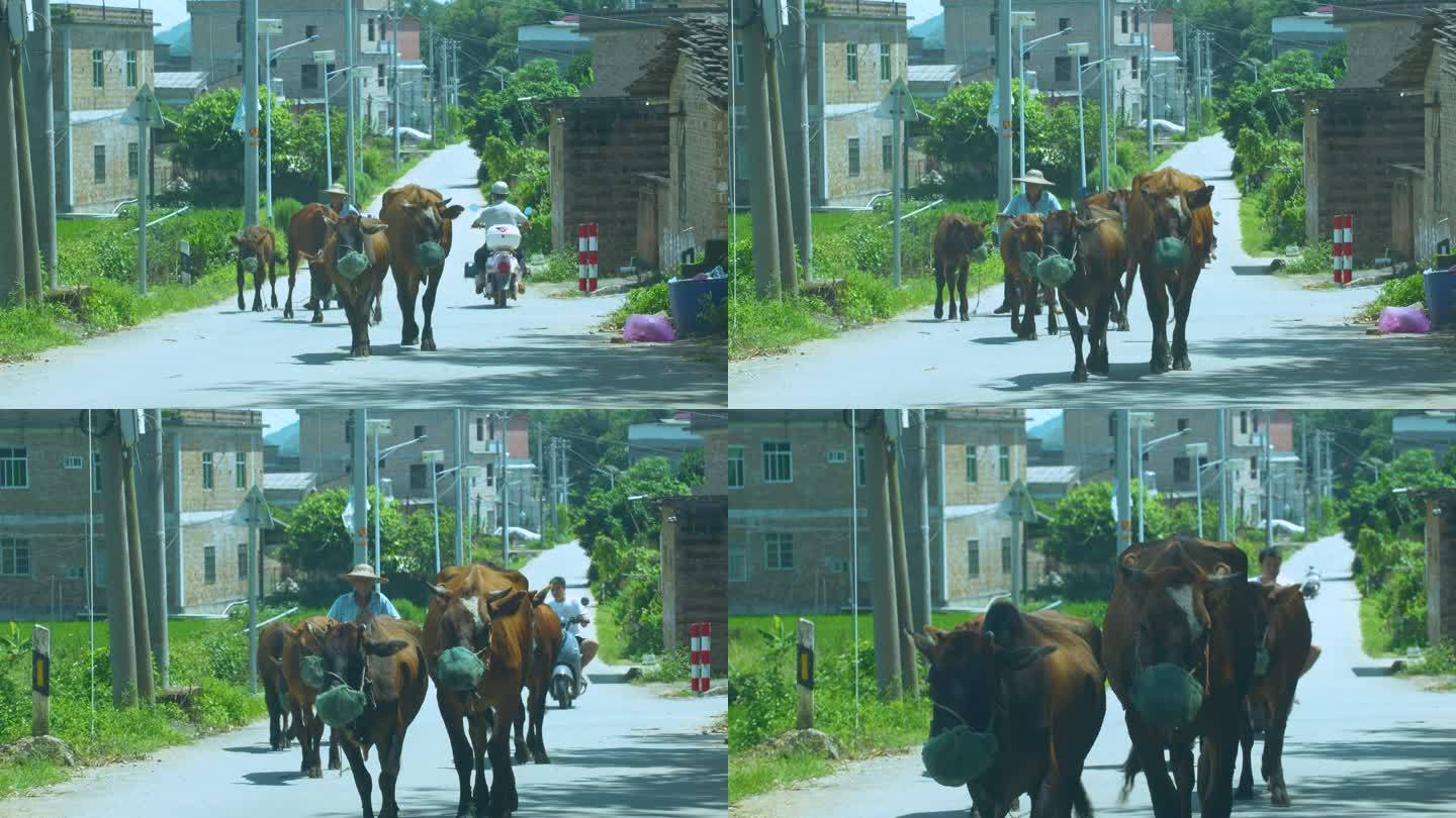 农村道路上的牛群
