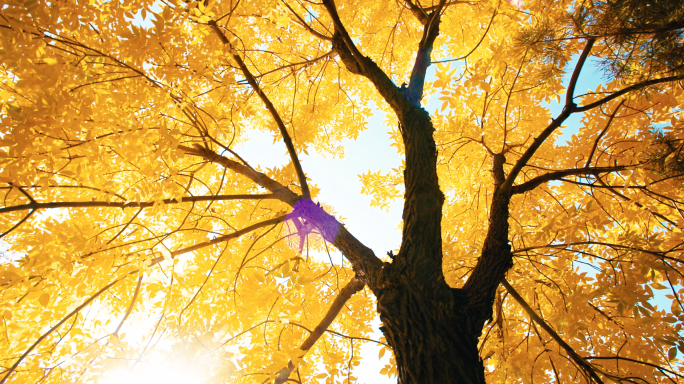 秋天中式庭院光影-唯美秋天落叶大树秋景