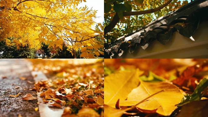 秋天中式庭院光影-唯美秋天落叶大树秋景