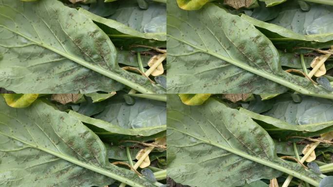 萝卜的叶子受到蚜虫的侵害