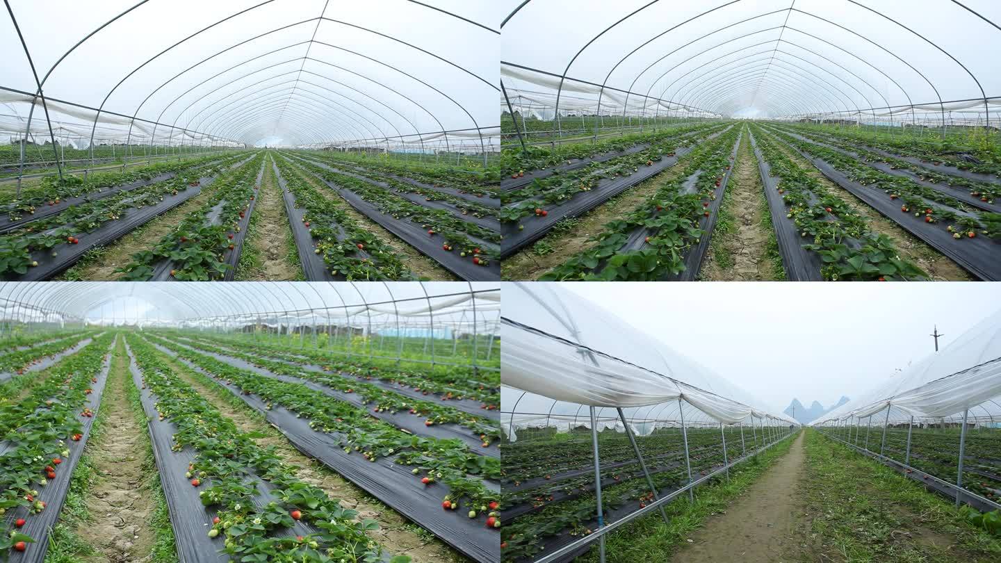 大棚草莓 水果种植业